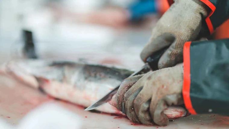 Fisk bliver skåret op