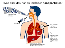 Tegning af konsekvenserne for kroppen ved indånding af nanopartikler