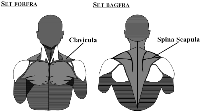 Illustration af nakke-skuldrerregionen set forfra med Clavicula og bagfra med Spina Scapula
