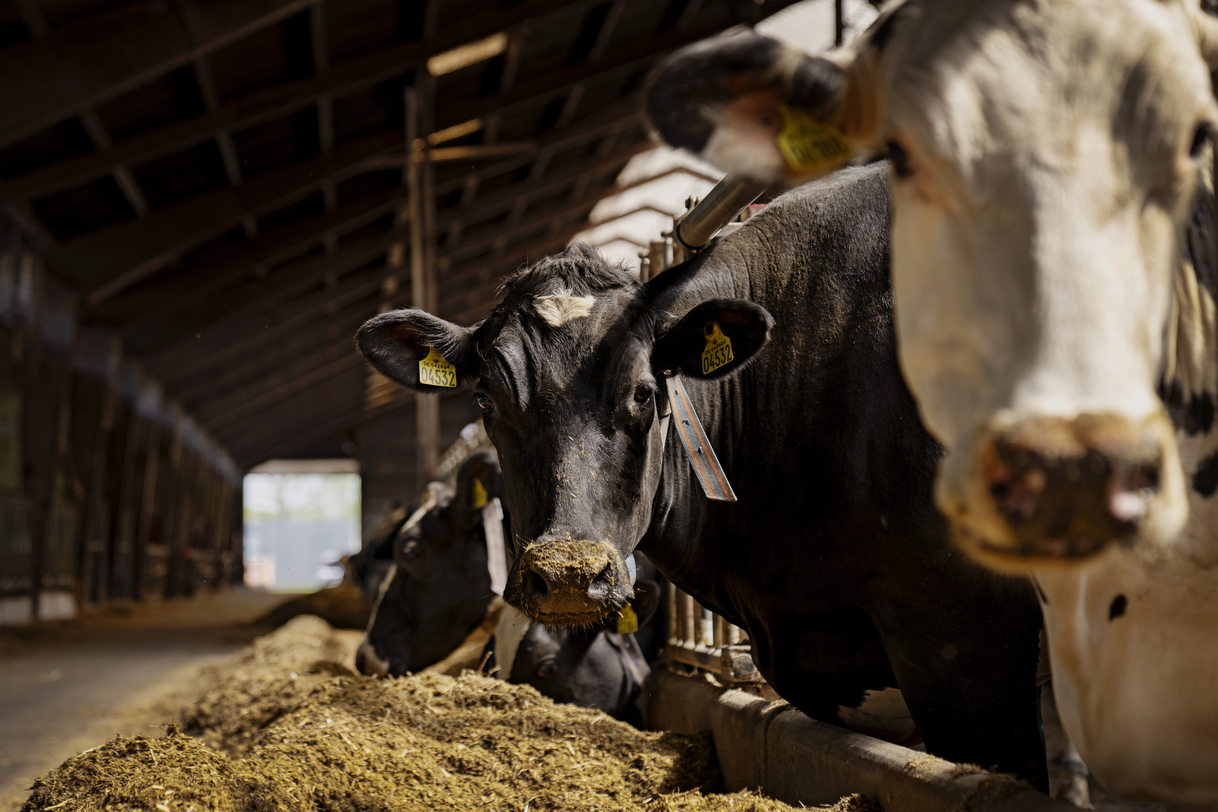 Årsager til ulykker med kvæg