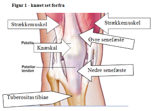 Illustration af indvendigt knæ set forfra med strækmuskler, knæskal, senefæste og tuberositas tibiae