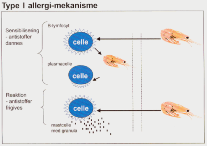Illustration af allergi-mekanismen ved Type I-allergi med sensibililsering, reaktion, b-lymfocyt, plasmacelle og mastcelle med granula